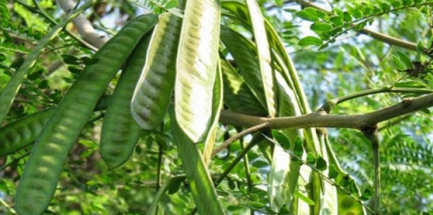 Khasiat Ekstrak Biji Petai Cina pada Penggunaan Kemoterapi Siklofosfamid